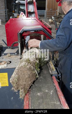Forestry workers loading timber onto the logging and splitting bench, Cumbria, England, United Kingdom Stock Photo