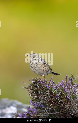 Raps (Anthus pratensis) adult, sitting on heather, Ceannabeinne, Sutherland, Highlands, Scotland, United Kingdom Stock Photo