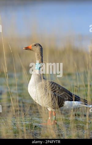 Greylag goose (Anser anser) adult, with identification neck collar, standing among long grass, Texel, West Frisian Islands, Wadden Sea, North Stock Photo