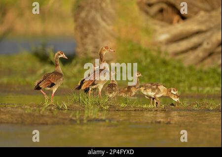 Alopochen egyptian goose (Alopochen aegyptiacus), adult pair and goslings, feeding at the water's edge, Kafue River, Zambia Stock Photo
