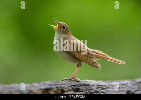 Common Nightingale (Luscinia megarhynchos) adult, singing, standing on log in woodland, Hortobagy N.P., Hungary Stock Photo