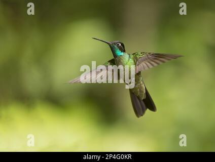 Violet-crowned Hummingbird, magnificent hummingbirds (Eugenes fulgens), Hummingbird, Animals, Birds, Magnificent Hummingbird adult male, in flight Stock Photo