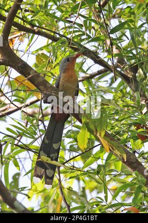 Red-billed Malkoha (Phaenicophaeus javanicus) adult, perched on branch, Way Kambas N. P. Lampung Province, Sumatra, Greater Sunda Islands, Indonesia Stock Photo