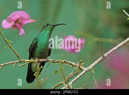 White-vented Plumeleteer (Chalybura buffonii micans) adult male, perched on twig, Canopy Tower, Panama Stock Photo