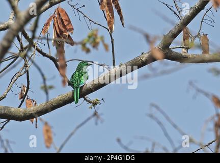 African Emerald Cuckoo (Chrysococcyx cupreus) adult, perched on branch, Atewa, Ghana Stock Photo