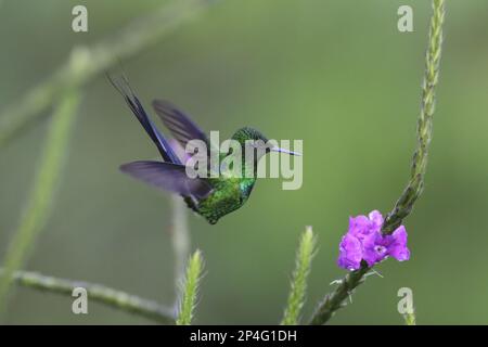 Green thorntail (Discosura conversii), Green Thorntail, Hummingbird, Animals, Birds, Green Thorntail adult male, in flight, hovering at flower Stock Photo