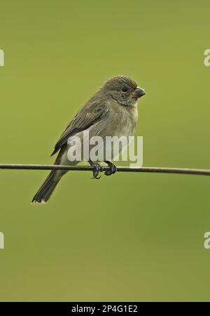 Double-collared Seedeater (Sporophila caerulescens caerulescens) adult female, perched on wire fence, Atlantic Rainforest, Brazil Stock Photo