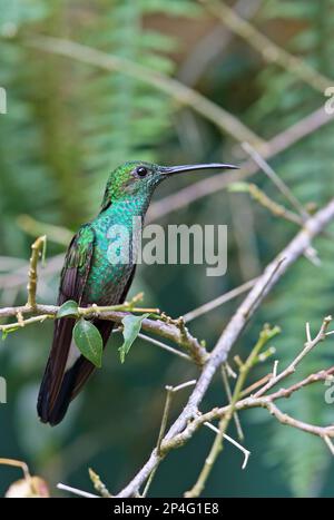 White-vented Plumeleteer (Chalybura buffonii micans) adult male, perched on twig, Canopy Tower, Panama Stock Photo
