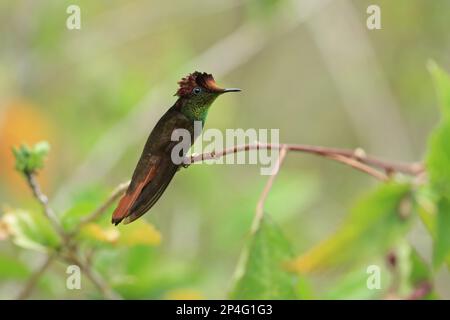 Ruby-topaz Hummingbird (Chrysolampis mosquitus) adult male, perched on twig, Trinidad and Tobago Stock Photo