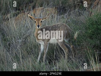 Southern Mountain Reedbuck (Redunca fulvorufula fulvorufula) immature male, standing on rocky hillside, Wakkerstroom, Mpumalanga, South Africa Stock Photo