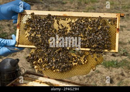 Worker bees tending drone and honey/nectar cells in the brood frame part of the hive. The lower part of the frame consists of natural sacrificial Stock Photo