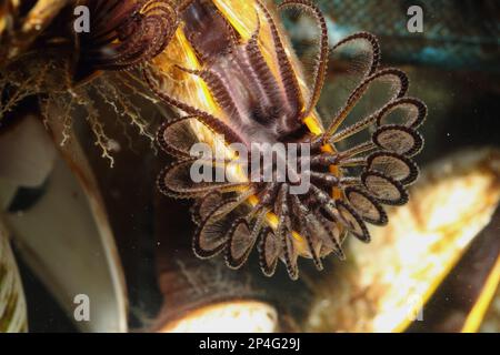 Barnacle, smooth gooseneck barnacle (Lepas anatifera), Other animals, Crustaceans, Crustaceans, Animals, Common Goose Barnacle adult, with tentacles Stock Photo