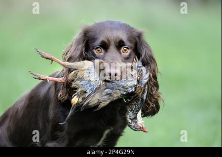 Domestic dog, English Cocker Spaniel, working dog, adult, close-up of head, carrying shot red-legged partridge (Alectoris rufa) in mouth, Suffolk Stock Photo