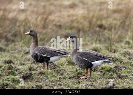 Greater White-fronted Goose, White-fronted Geese, White-fronted Geese, Geese, Goose Birds, Animals, Birds, Greater or Greenland White-fronted Geese Stock Photo