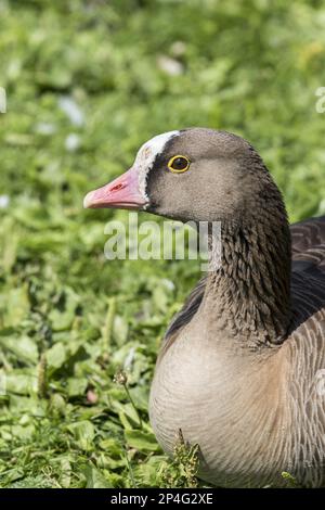 Lesser white-fronted geese (Anser erythropus), Geese, Goose birds, Animals, Birds Stock Photo