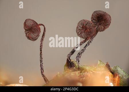 Cribraria cancellata, also known as Dictydium cancellatum, slime mold from Finland, microscope image Stock Photo