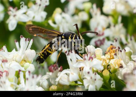 Paranthrene tabaniformis on elder flower close-up. In the natural environment, near the forest in summer. Stock Photo