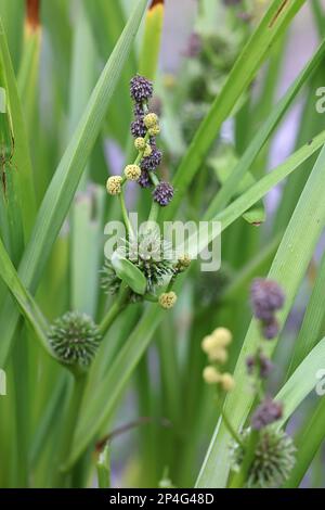 Sparganium erectum, comnonly known as simplestem bur-reed or branched bur-reed, wild aquatic plant from Finland Stock Photo