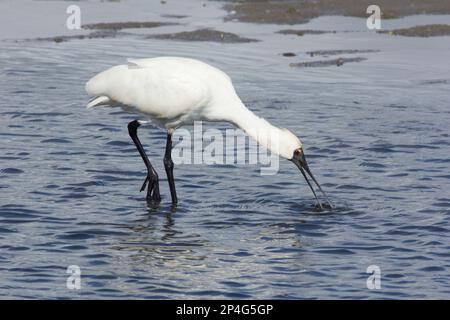 Royal Spoonbill feeding in the shallows of a tidal lagoon.Platalea regia Moneys Creek Bargara Queensland Australia
