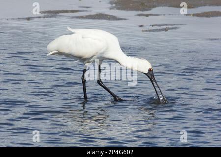 Royal Spoonbill feeding in the shallows of a tidal lagoon.Platalea regia Moneys Creek Bargara Queensland Australia