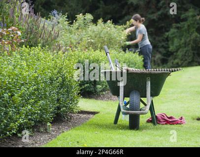 Wheelbarrow on lawn at edge of borders, gardener pruning in background, Middle Claydon, Buckinghamshire, England, United Kingdom Stock Photo