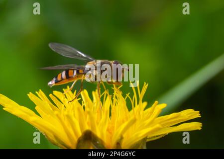 Marmalade Hoverfly Episyrphus balteatus distinctive orange black pattern, resting on yellow flower, green background. Stock Photo