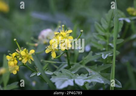 Galls of a midge, Dasineura sisymbrii, on flowers of Creeping Yellowcress, Rorippa sylvestris Stock Photo