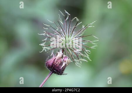 Water Avens, Geum rivale, also known as Cure all, Drooping avens or Water flower, wild plant from Finland Stock Photo