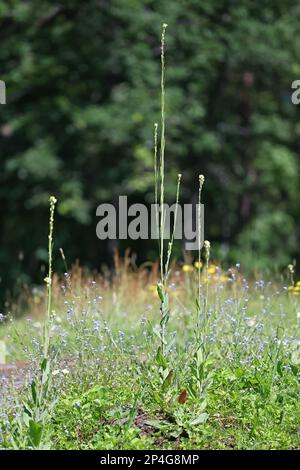 Arabis glabra, also called Turritis glabra, commonly known as Tower Mustard or Tower Rockcress, wild plant from Finland Stock Photo