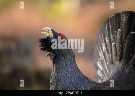 Western Capercaillie (Tetrao urogallus) adult male, close-up of head, displaying in pine forest, Abernethy Forest, Cairngorms N. P. Inverness-shire Stock Photo