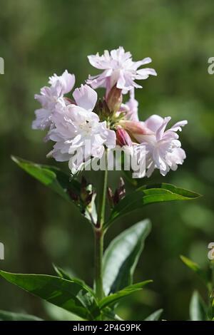 Soapwort, Saponaria officinalis, also known as crow soap, wild sweet William or soapweed, wild plant from Finland Stock Photo