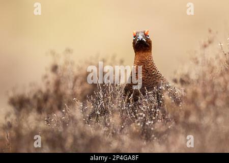 Red Grouse (Lagopus lagopus scoticus) adult male, standing amongst heather on moorland, Yorkshire, England, United Kingdom Stock Photo