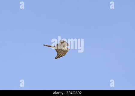 Eurasian Sparrowhawk (Accipiter nisus) juvenile, in flight, Norfolk, England, United Kingdom Stock Photo