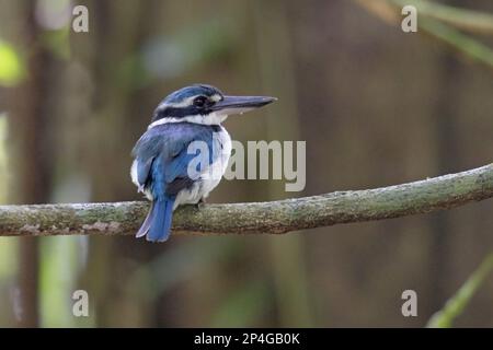 Collared Kingfisher (Todiramphus chloris amoenus), adult female, sitting on a branch in the forest, Rennell Island, Solomon Islands Stock Photo