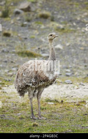 Lesser darwin's rhea (Rhea pennata), adult male, standing, Torres del Paine N.P., Southern Patagonia, Chile Stock Photo