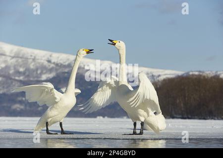 Whooper swan (Cygnus cygnus) adult pair calling and displaying on frozen lake, Lake Kussharo, Akan N.P., Hokkaido, Japan Stock Photo