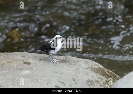 White-capped Dipper (Cinclus leucocephalus) adult, standing on rock in montane stream, Andes, Ecuador Stock Photo