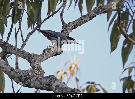 Giant Nuthatch (Sitta magna magna) adult, sitting on a branch, Doi Lang, Doi Pha Hom Pok N. P. Chiang Mai Province, Thailand Stock Photo