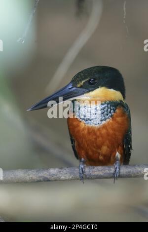 Green-and-rufous kingfisher (Chloroceryle inda), Kingfisher, Kingfishers, Animals, Birds, Green-and-rufous Kingfisher adult female, perched on twig Stock Photo