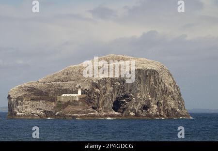 View of volcanic Plug Island and the sea, with lighthouse and nesting colony of the Bass Gannet (Morus bassanus), Bass Rock Lighthouse, Bass Rock Stock Photo