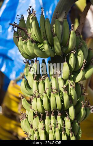 Cyprus, bananas growing in banana grove. Stock Photo