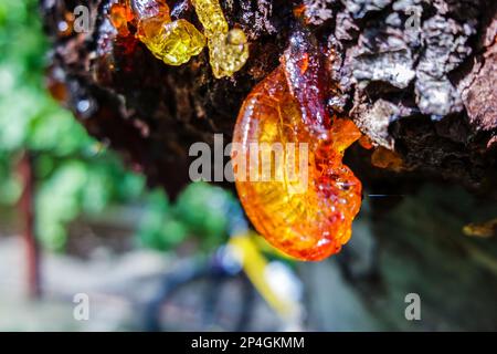 Drops of resin on a tree Stock Photo