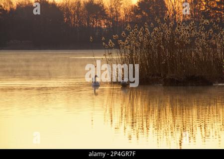 Sonnenaufgang am Angelteich  bei Mantinghausen an einem kalten Wintermorgen Stock Photo