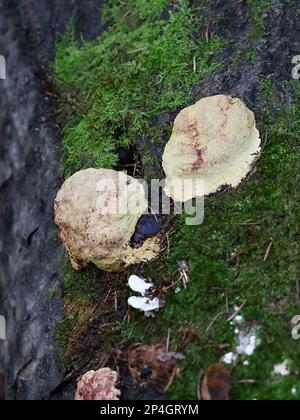 Fuligo luteonitens, slime mold from Finland, no common English name Stock Photo