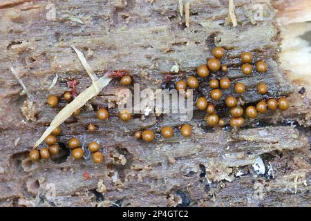 Hemitrichia leiotricha, slime mold of the order Trichiales, no common English name Stock Photo