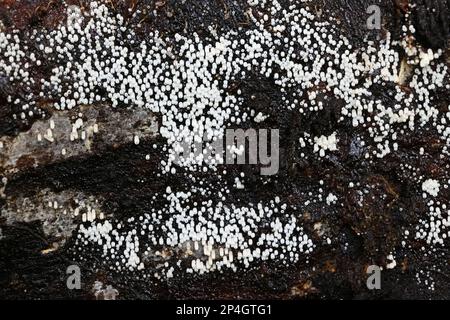 Henningsomyces candidus, commonly known as White Tubelet, wild fungus from Finland Stock Photo