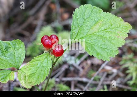 Stone Bramble, Rubus saxatilis, wild edible berry plant from Finland Stock Photo