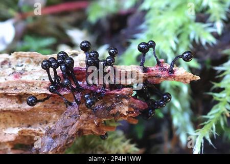 Cribraria purpurea, purple slime mold from Finland, no common Englush name Stock Photo