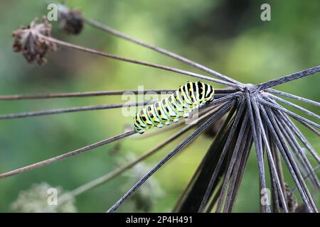 Papilio machaon, caterpillar of old world  Swallowtail, butterfly from Finland Stock Photo