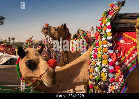 India, Rajasthan, Bikaner, National Camel Research Centre, Camel Festival, two decorated camels Stock Photo